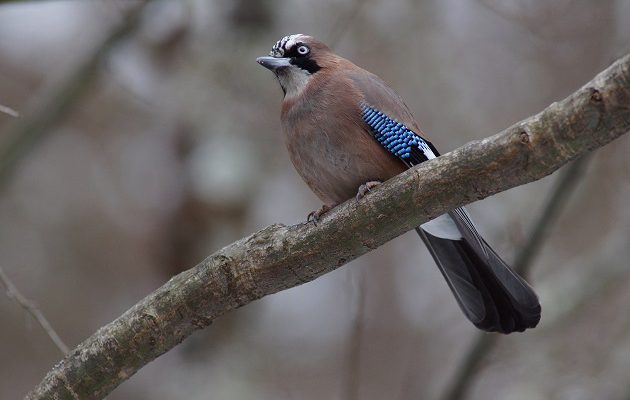 カケスがご来園 東京都檜原都民の森