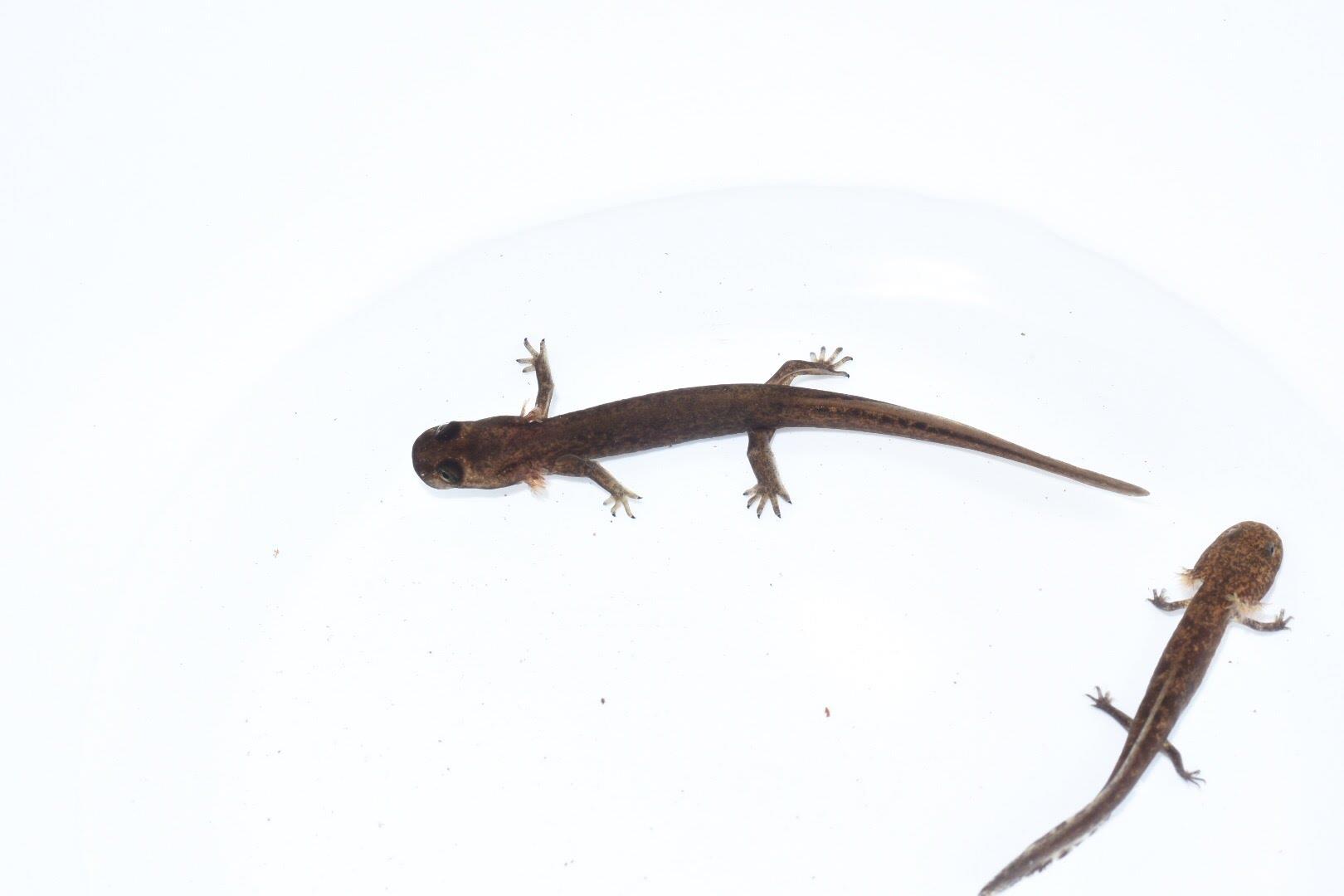 渓流のサンショウウオ観察と長期調査で分かった西多摩の今と昔