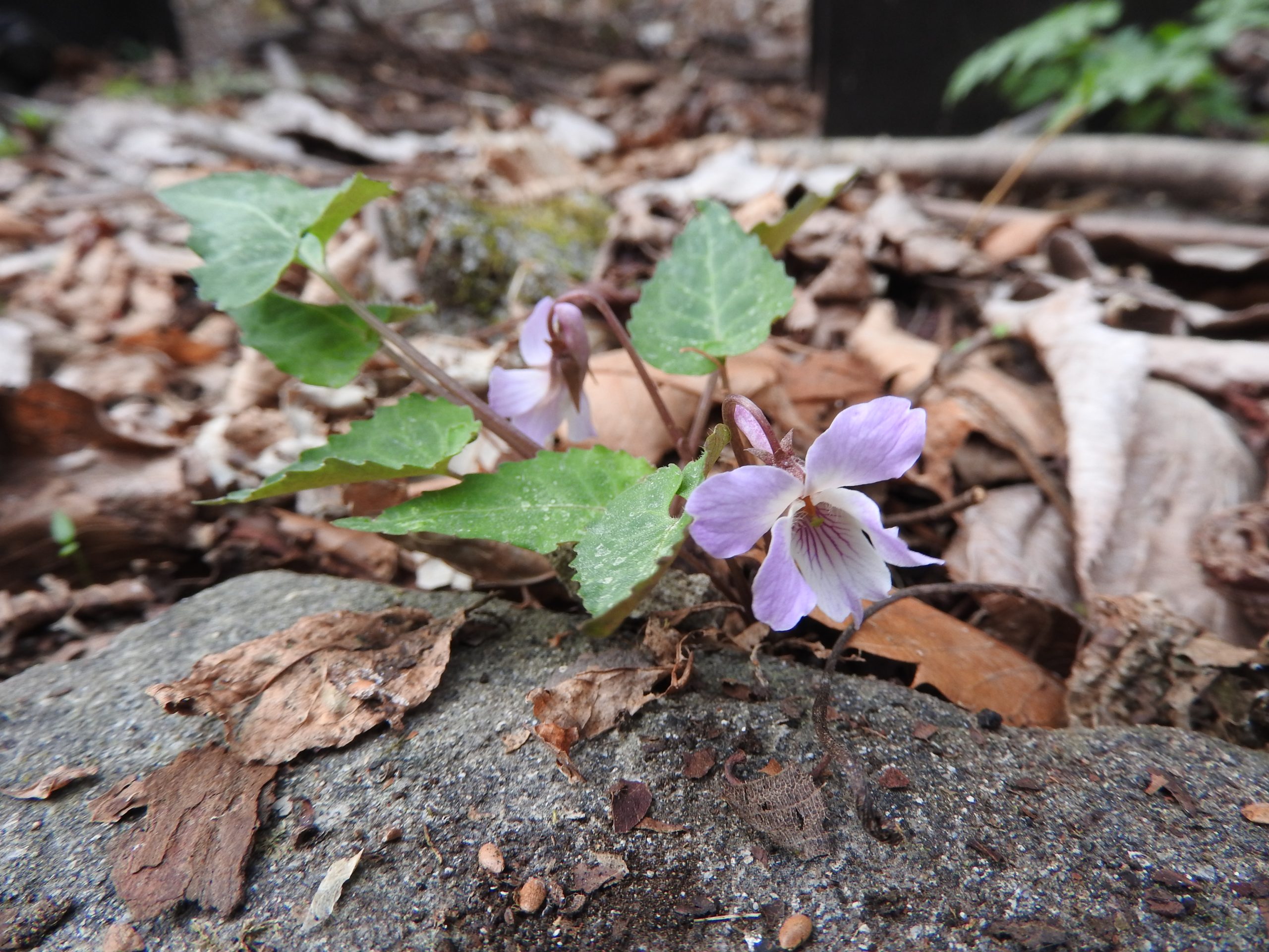 早春の草花ガイド