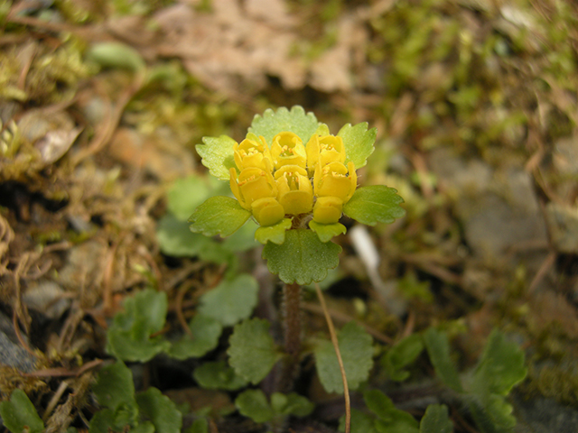 4月