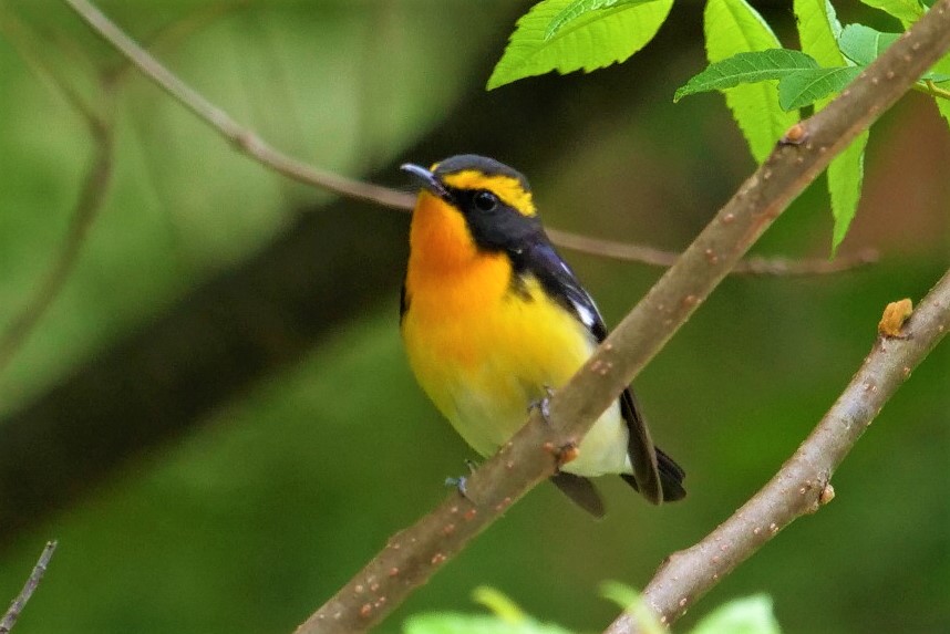 夏鳥ウォッチングでオオルリ探し