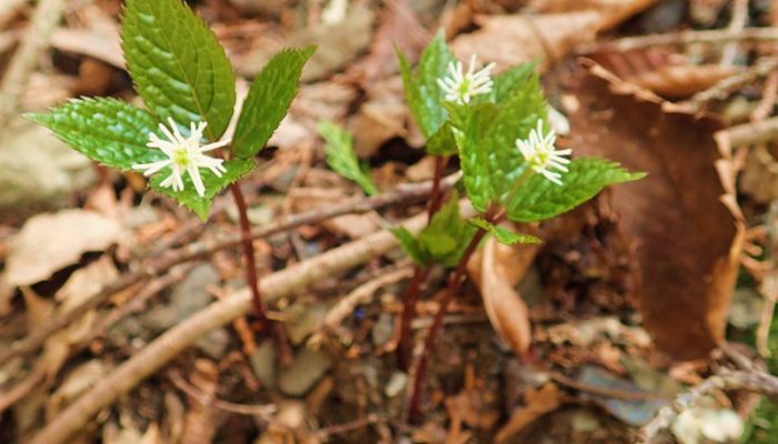 足元に咲く春の花 東京都檜原都民の森