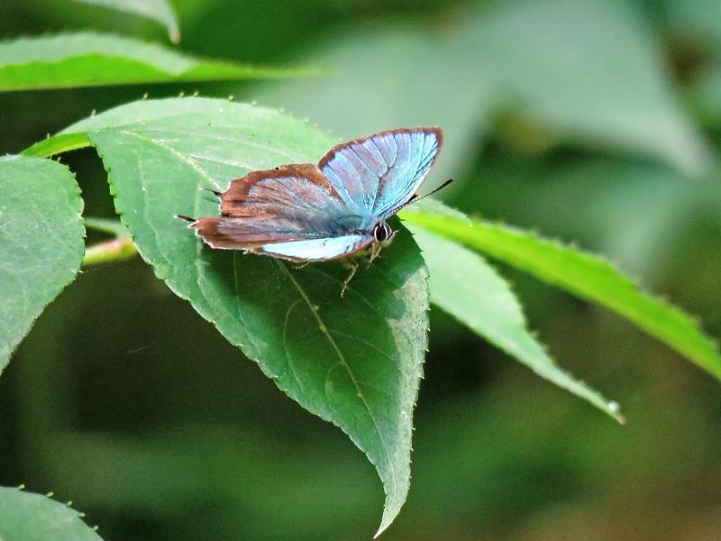 昆虫探検でゼフィルスを探そう