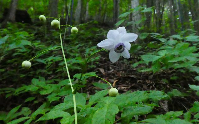 レンゲショウマの開花 東京都檜原都民の森