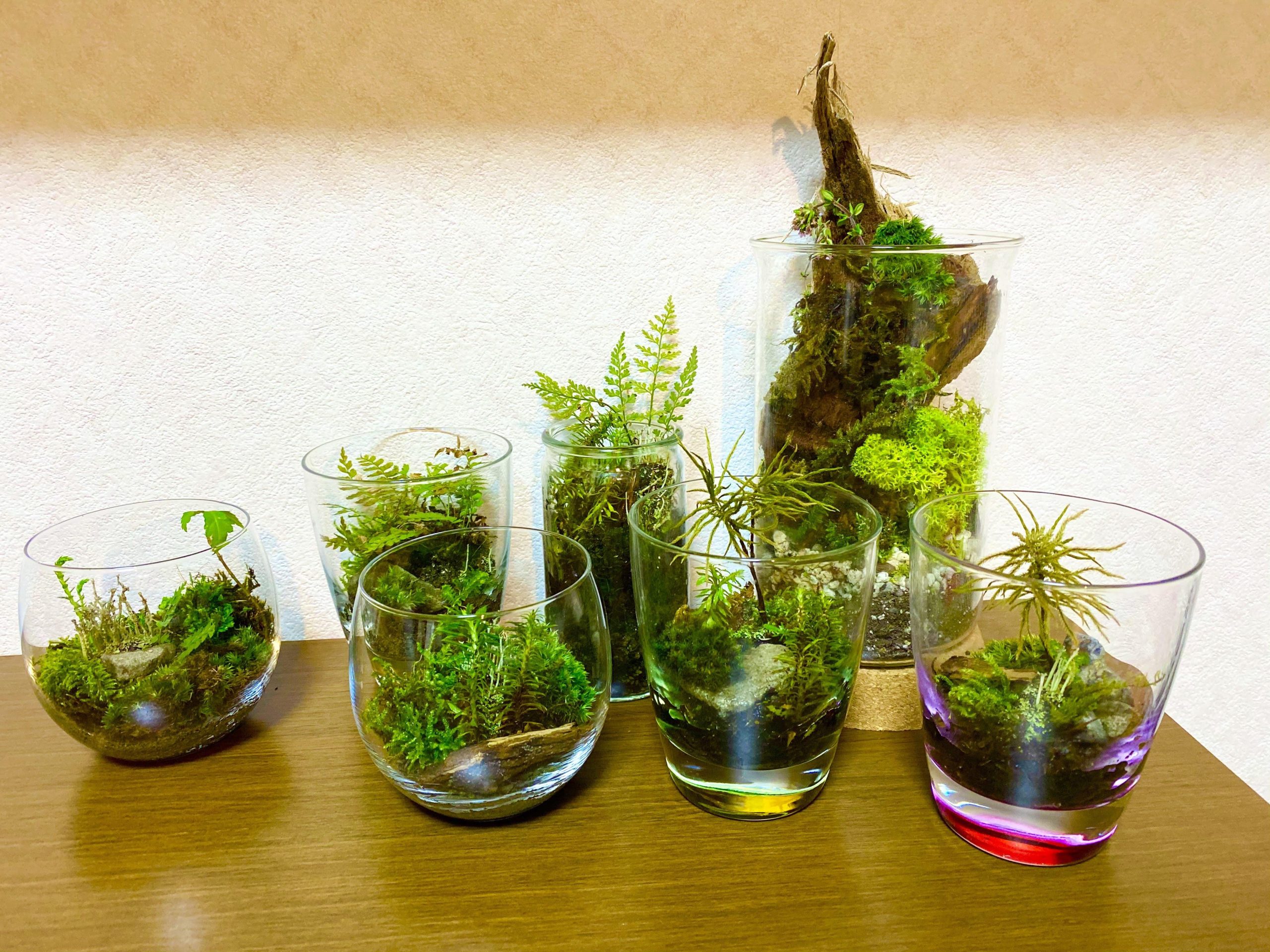 苔テラリウム作り教室