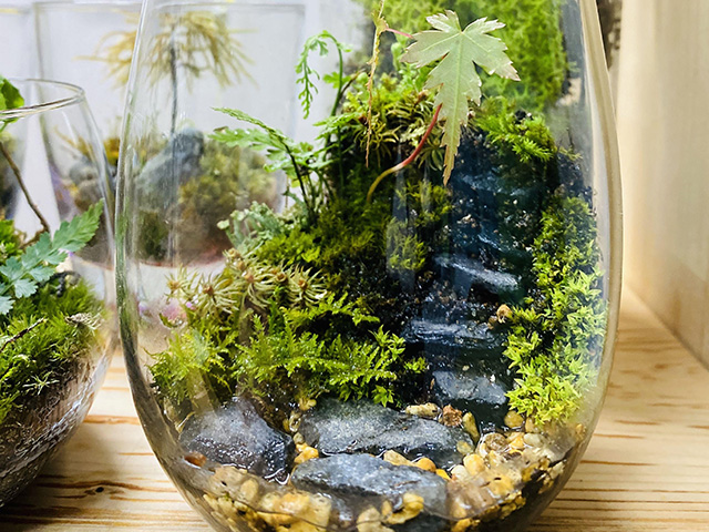 特別イベント 苔テラリウム作り教室 東京都檜原都民の森 特別イベント 苔テラリウム作り教室 東京都檜原都民の森