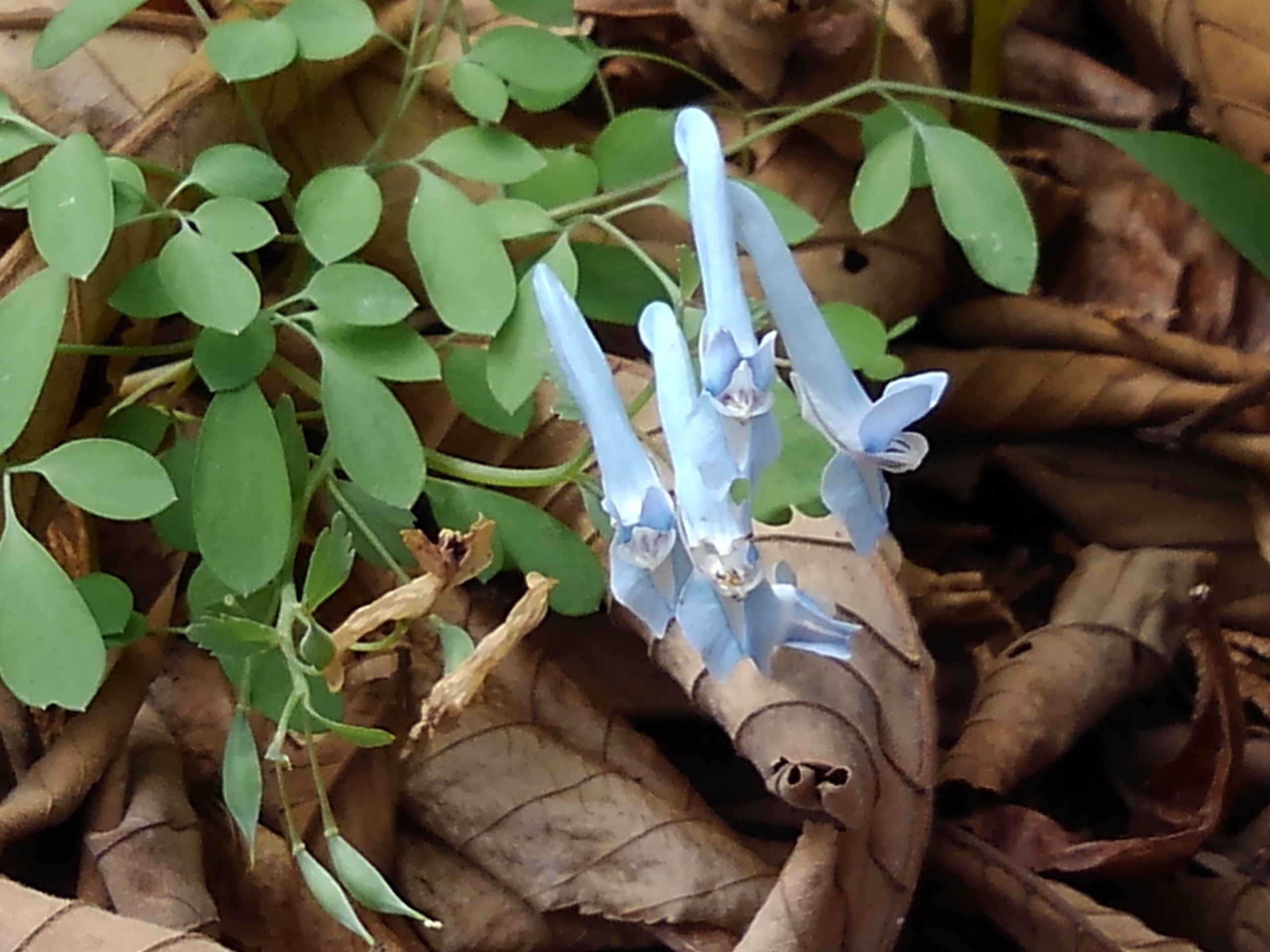 早春の草花観察