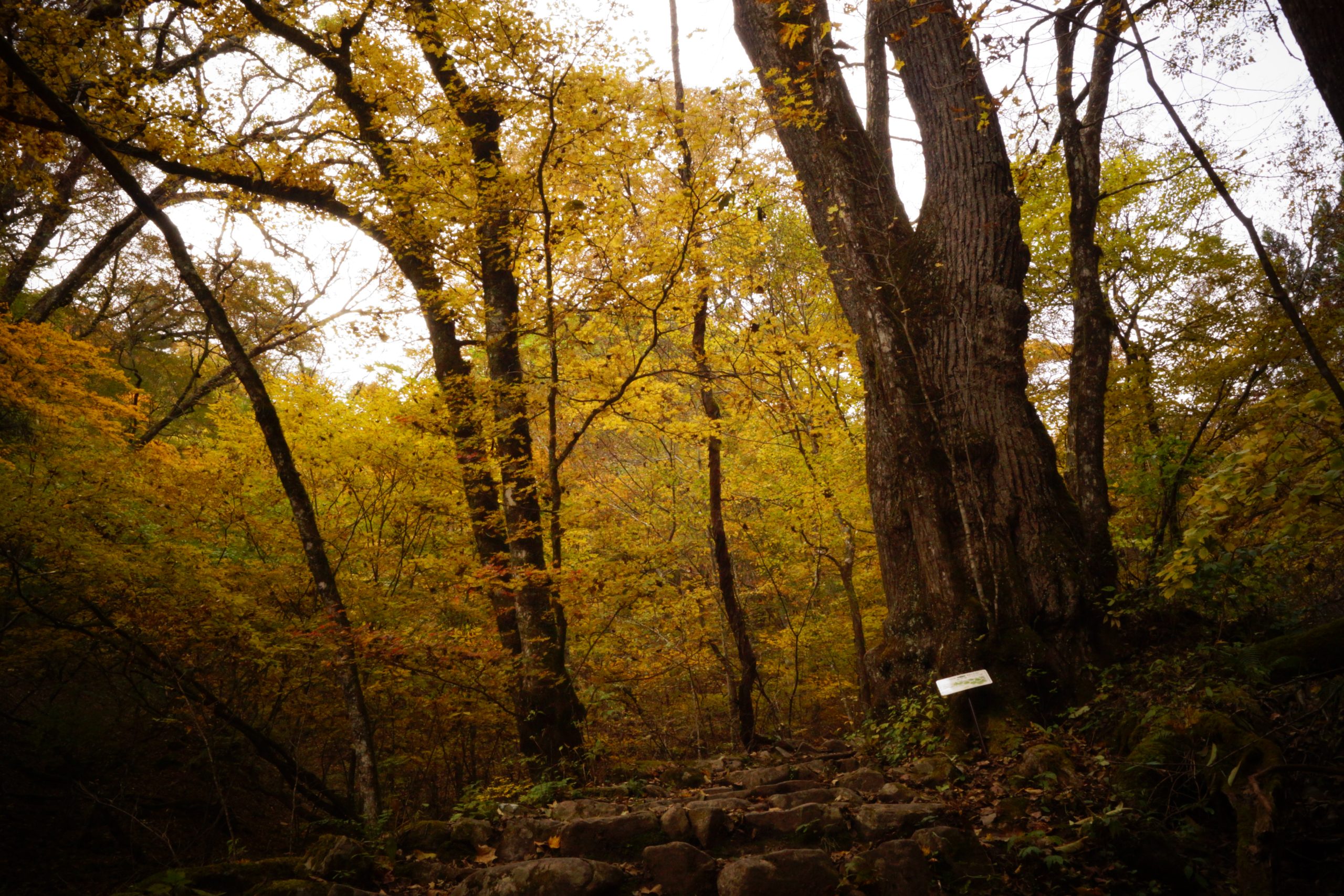 紅葉の三頭山登山
