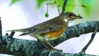 アカハラ（漂鳥）　生息期間：5月〜10月