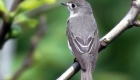 コサメビタキ（夏鳥）　生息期間：4月下旬〜9月下旬