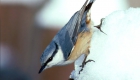 ゴジュウカラ（留鳥）　生息期間：一年中