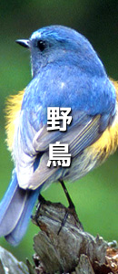 野鳥